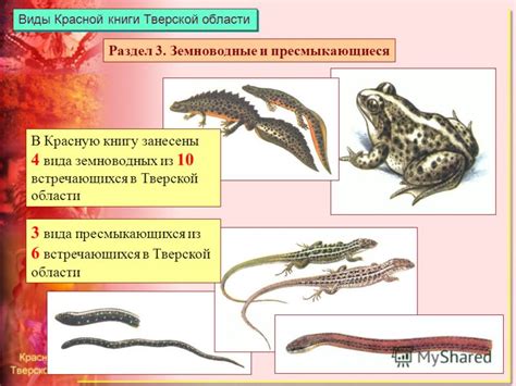 Особенности миграционных процессов угреподобных рыб в Тверской области