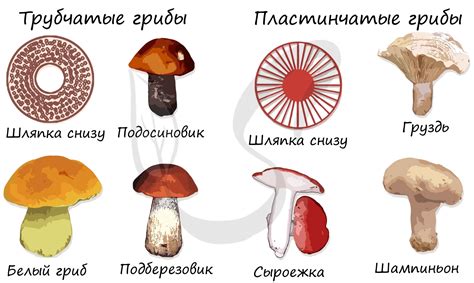 Особенности микроклимата и ультрагинейные грибы