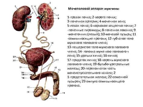 Особенности мочеполовой системы у верблюдов