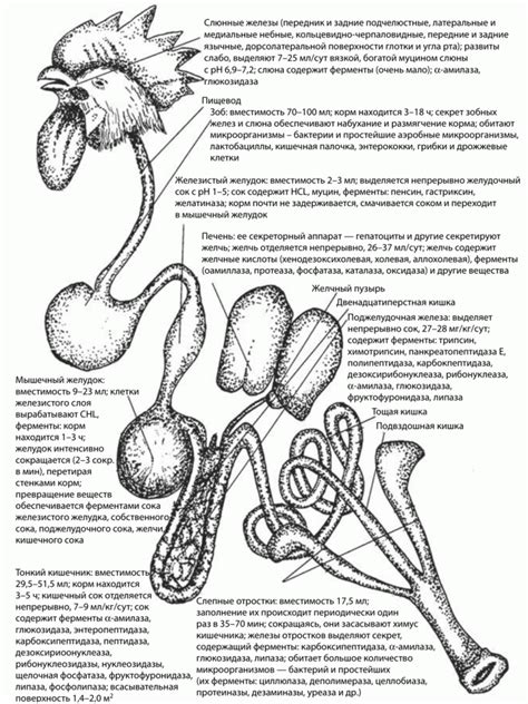 Особенности пищеварения кур и воздействие полного зерна молоча
