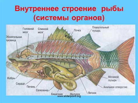 Особенности пищеварения рыбы у черепах и его влияние на их поведение