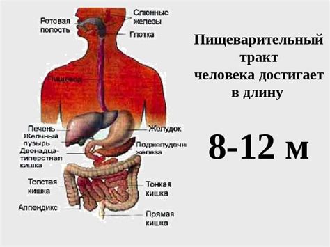 Особенности пищеварения у хребетных