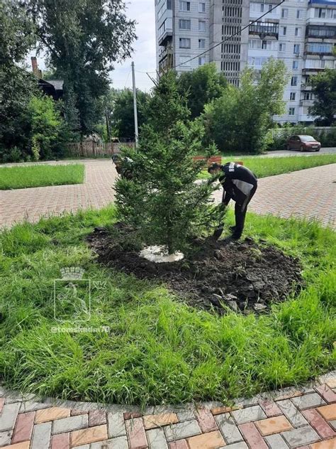 Особенности подбора растений для городских парков и скверов