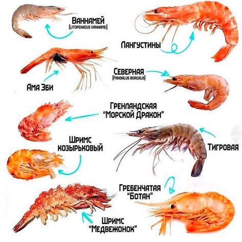 Особенности подогрева различных сортов креветок в микроволновой печи