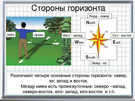 Особенности природы, помогающие определить направление на север