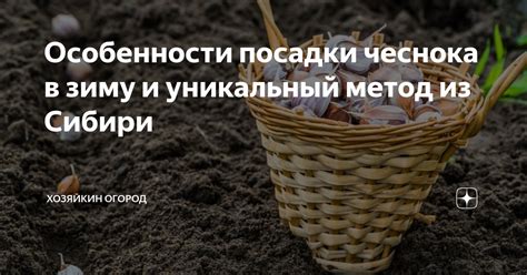 Особенности проведения посадки чеснока перед наступлением зимы