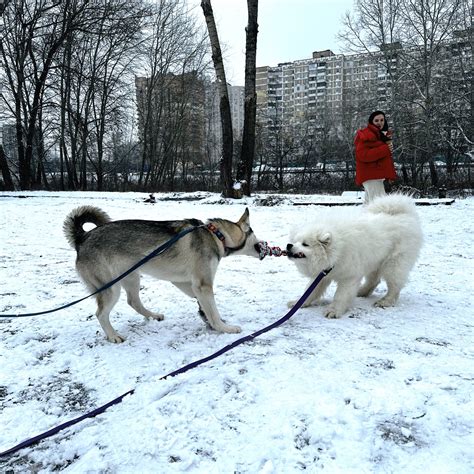 Особенности прогулок в снежные дни