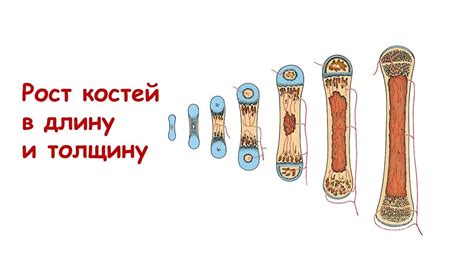 Особенности развития и роста костей у молодых особей