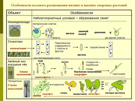 Особенности размножения и развития голубицы в условиях города