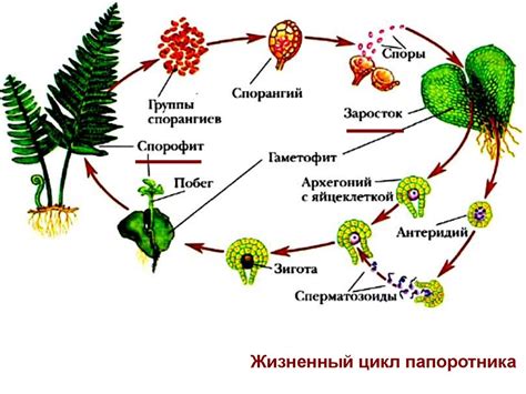 Особенности размножения и распространения низких растений