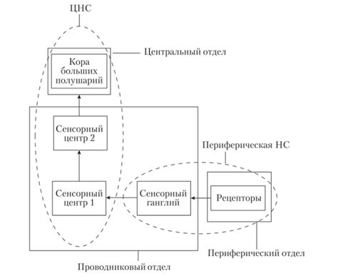 Особенности расположения сенсорной системы в спортивном автомобиле