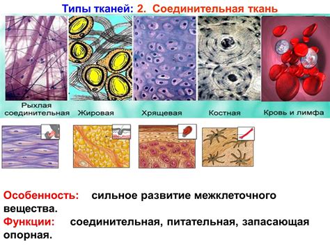 Особенности распределения соединительной ткани в коже и суставах