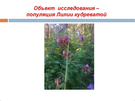 Особенности редкого растения и его полезность в постапокалиптическом мире