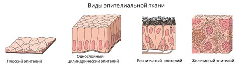 Особенности сбора и обработки образцов эпителиальной ткани: практический подход