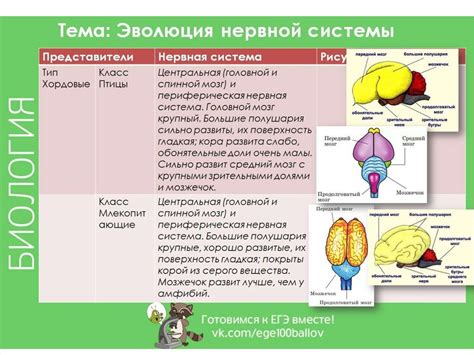 Особенности седалищной нервной системы у женщин: особый ритм сигналов