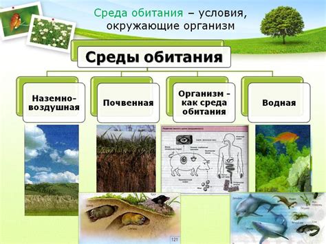 Особенности среды обитания веселки