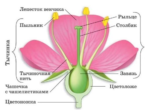 Особенности строения и распределения красного цветка растения-продукт блоксов
