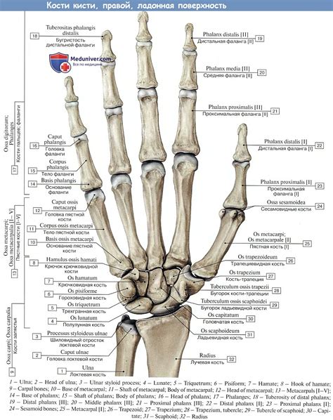 Особенности строения и роль лучевой кости в функциональности кисти