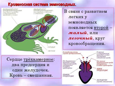 Особенности строения предплечья и запястья: уникальные черты анатомии у земноводных