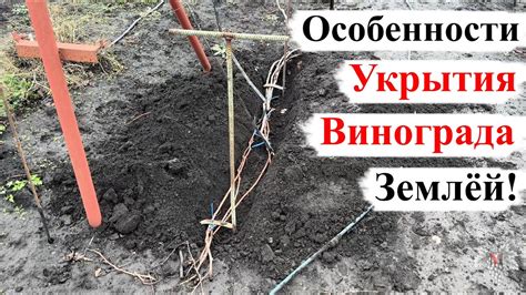 Особенности укрытия древних виноградных лоз