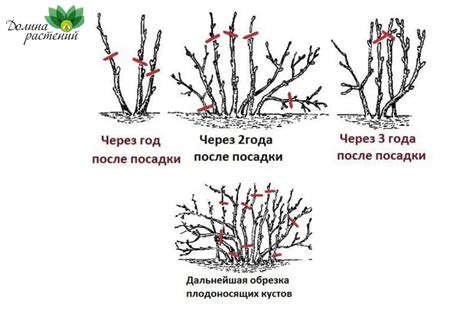 Особенности формирования молодых кустарников смородины