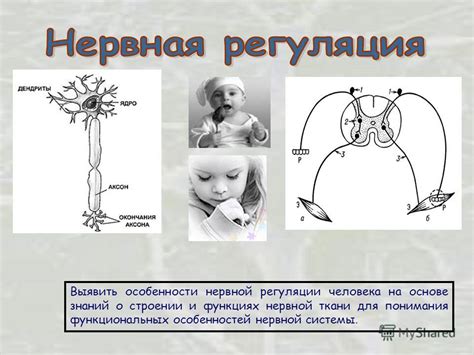 Особенности функциональных особенностей пятничного нерва у человека