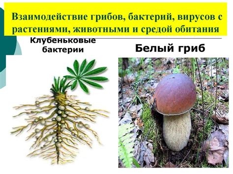 Особенности экологии грибов оленьего клубка: взаимодействие с окружающей средой