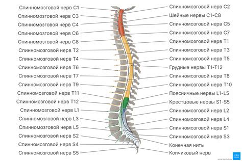 Ответвления пятого черепного нерва и их роль в организме