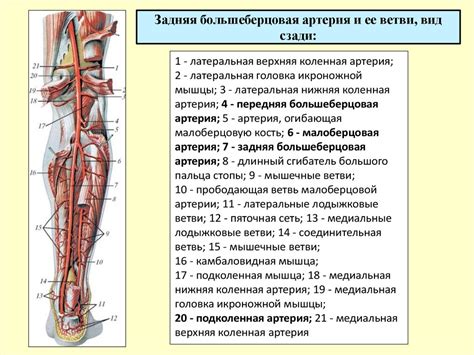 Открытие ученых: феноменальное открытие в области анатомии нижних конечностей
