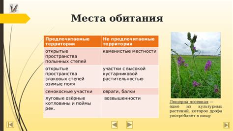 Открытые пространства и лесные территории – предпочтительные ареалы для развития микромицетов