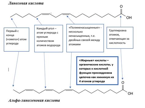 Отличия между омега-3 и омега-6