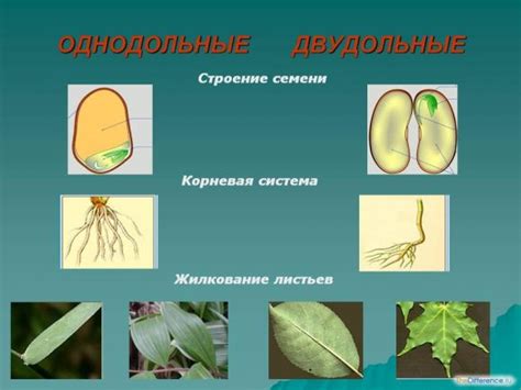 Отличия размещения проводящих тканей у одно- и двудольных растений