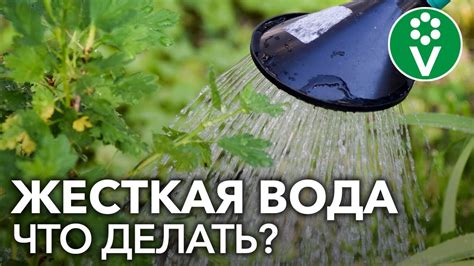 Отрицательные аспекты применения морской соленой воды для полива растений