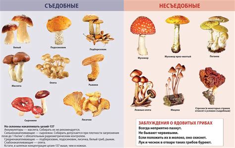 Оценка безопасности съедобных грибов в окрестностях Вологодской области