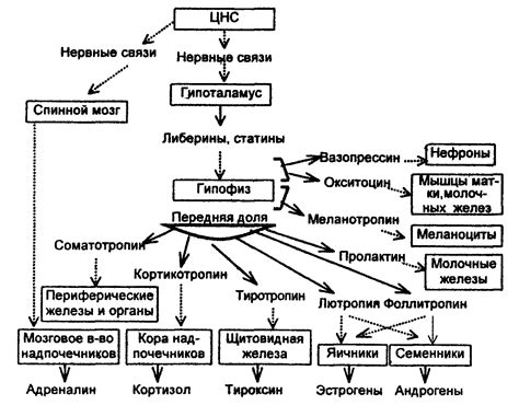 Оценка уровня гормонов и белков