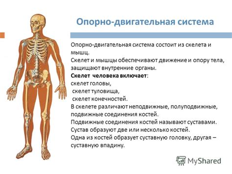 Оценка целебного эффекта ходьбы на состояние опорно-двигательной системы