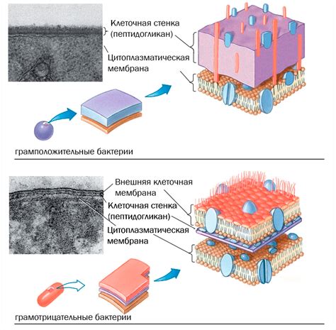 Очередность образования клеточной стенки и мембраны: дебют в мире живого