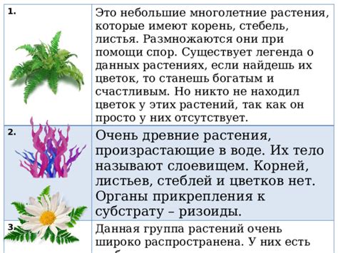 О значении воздушных стеблей у растения и необходимости их обработки