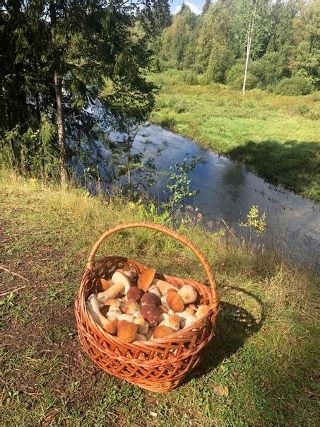 Парк "Дядьково": грибы на берегу реки