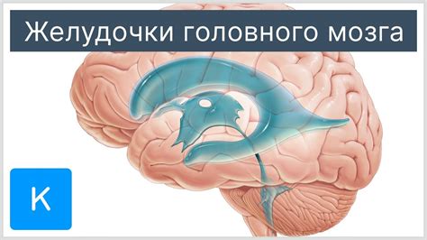 Патологии боковых желудочков: нарушения функций и возможные заболевания