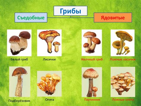 Пеньок: функции и значение для гриба