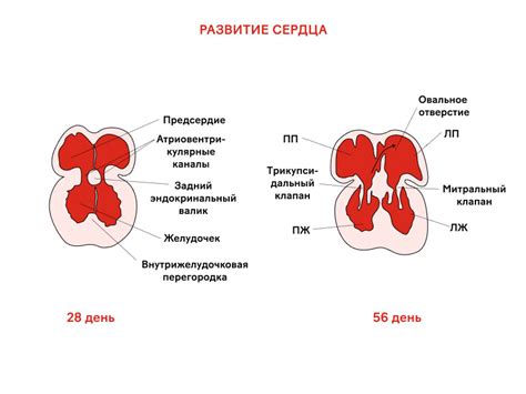 Первое сердцебиение плода: когда и какое