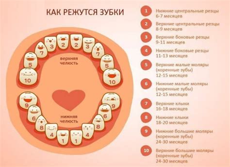 Первый месяц жизни и рост зубов