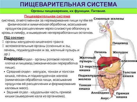 Переваривание пищи и выработка энергии: важная функция пищеварительной системы