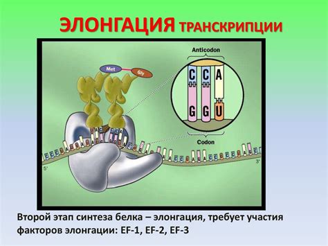 Передача генетической информации: процесс деления прокариот