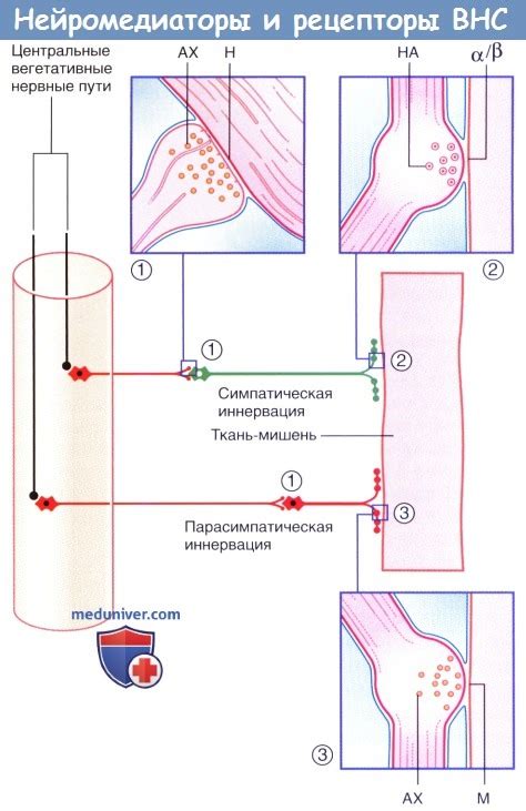 Передача импульсов в нервной системе