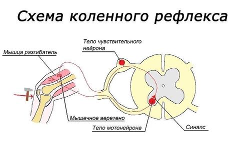 Передача сигналов в спинном мозге: роль нервных путей