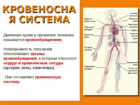 Перенос веществ и поддержание гомеостаза в организме через кровеносную систему