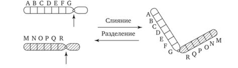 Перестройки и поломки в организации хромосом и их воздействие