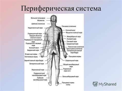 Периферическая система передачи сигналов